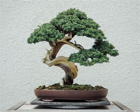 bonsia tree